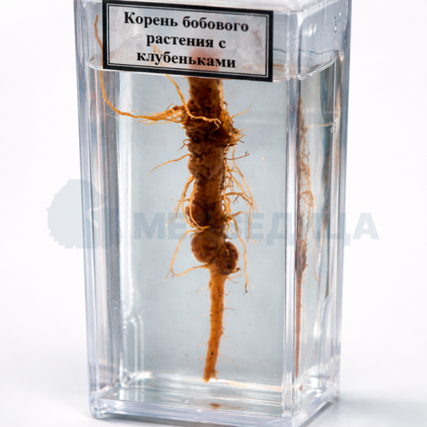 Влажный препарат «Корень бобового растения с клубеньками»